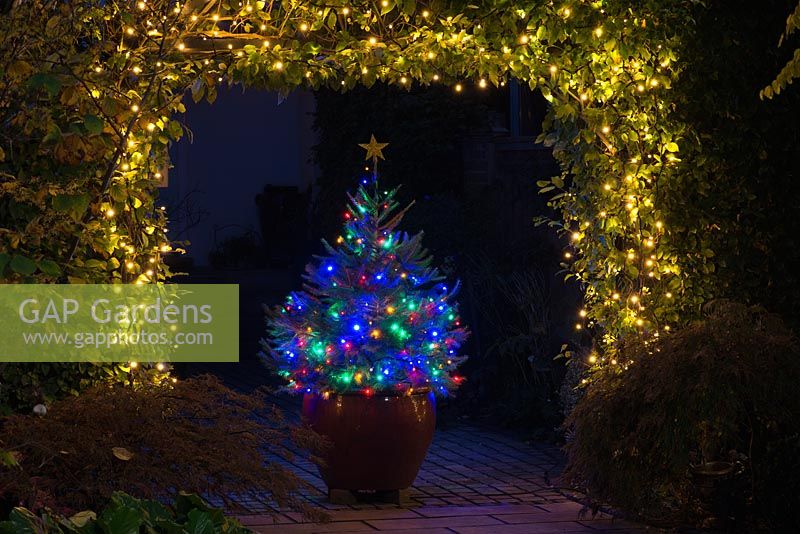 In a small urban front courtyard, a hornbeam arch is decorated with warm white LED string lights, framing the view of a large ceramic pot planted with a Norway Spruce Christmas tree, adorned with multi-coloured LED string lights.