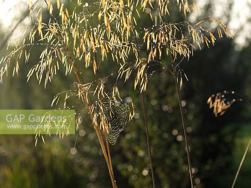 Stipa gigantea - golden oats. Dried flower spikelets with cobweb and dew.