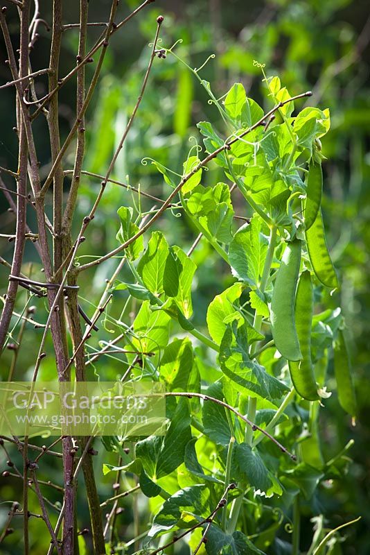 Pisum sativum - Climbing Pea 'Hurst Green Shaft' growing up twiggy pea sticks. 