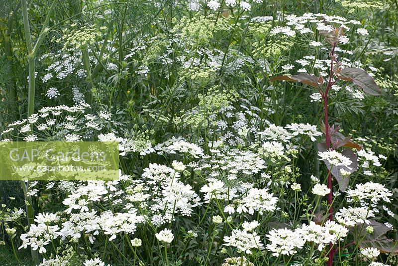 Ammi majus - Bishop's flower - with Orlaya grandiflora and Anethum graveolens - Dill