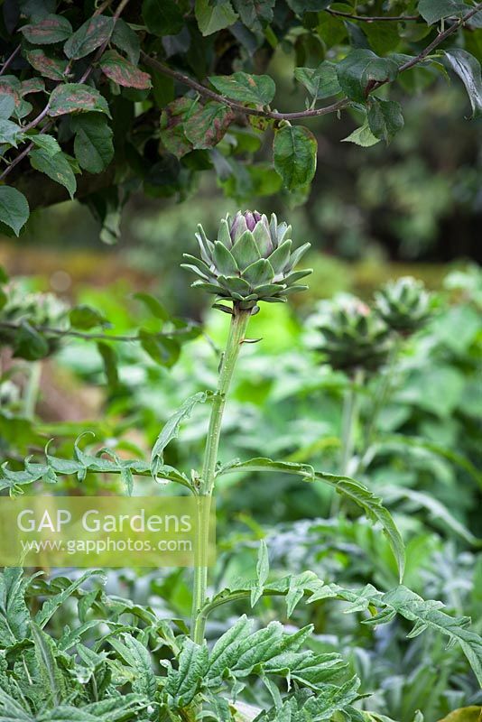 Cynara cardunculus var. scolymus - Globe artichokes growing in the vegetable garden at Chatsworth House