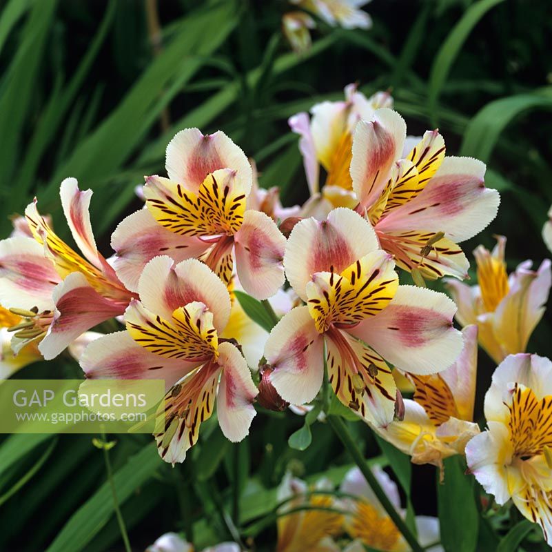 Alstroemeria 'Diana Princess of Wales', Peruvian lily, a perennial bearing clusters of lovely funnel-shaped flowers
