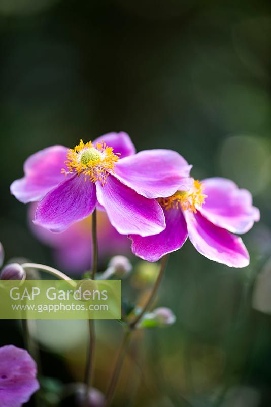 Anemone hupehensis var. japonica 'Splendens', Japanese anemone, a herbaceous perennial bearing masses of bright pink, single flowers from August into autumn