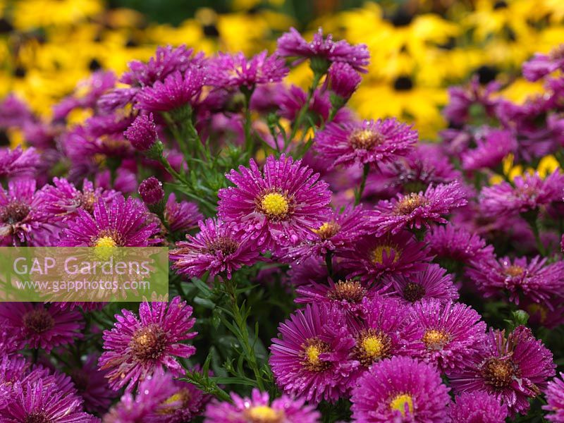 Aster amellus Veilchenkonigin, or Violet Queen, a Michaelmas daisy with vibrant, rich pink flowerheads and yellow centres