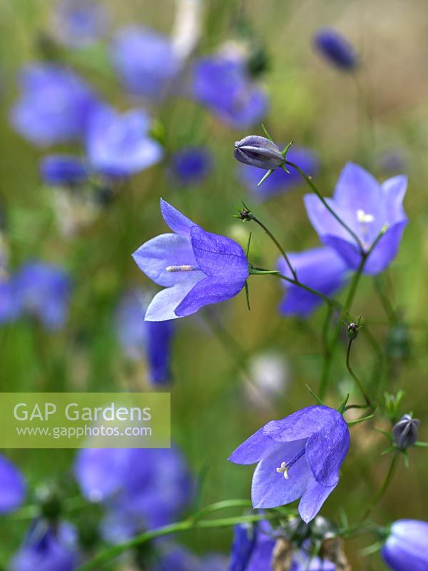 Campanula rotundifolia, a perennial bearing nodding, blue, bell like flowers in summer