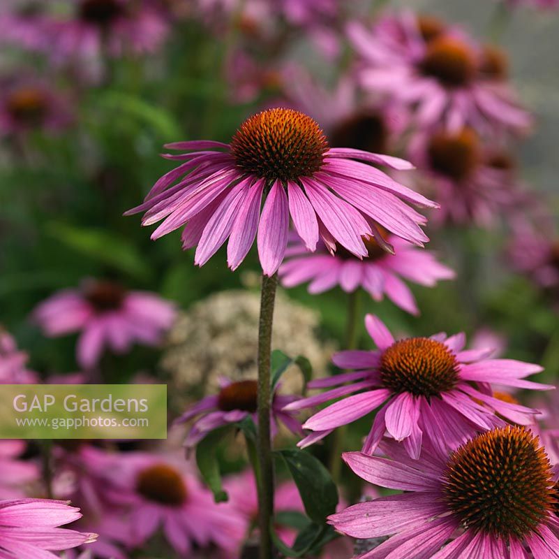 Echinacea purpurea Leuchtstern, coneflower, a long lasting perennial loved by bees and butterflies.