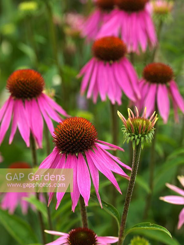 Echinacea purpurea, a tough long flowering perennial, its flowers attract bees and butterflies and seedheads are popular with birds.