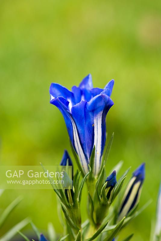 Gentian Braemar, a perennial with bright blue trumpet-shaped flowers. These appear in early and mid-autumn and need shade or part shade.