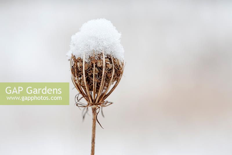 Daucus carota seed head covered with snow in Winter - Wild Carrot