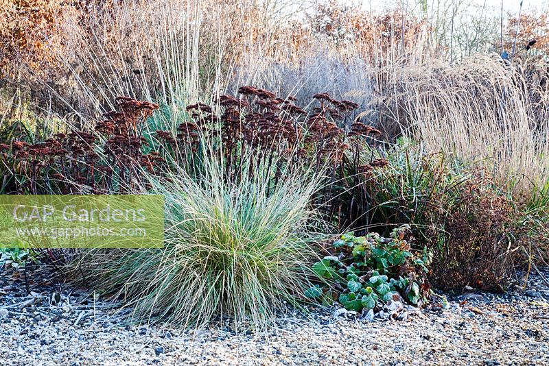 Festuca mairei and Sedum 'Herbstfreude' seed heads in an herbaceous border in Winter.  
