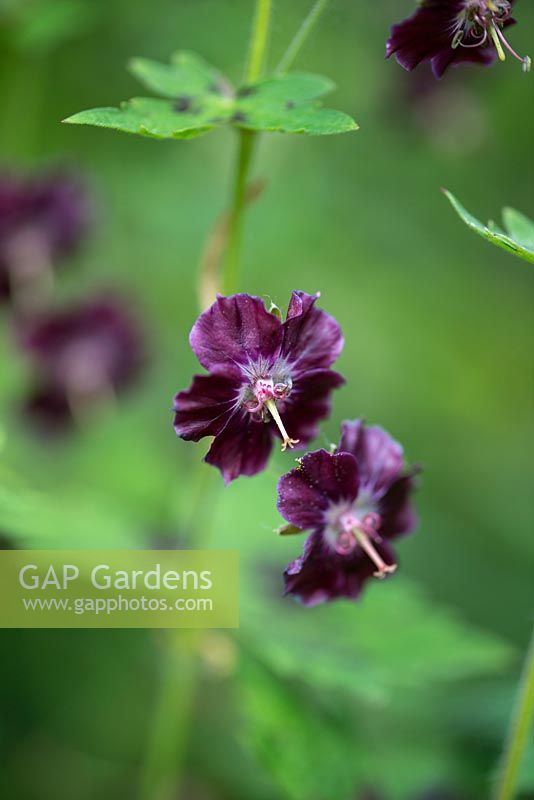 Geranium phaeum - Dusky Cranesbill, a hardy geranium which flowers in May and June.