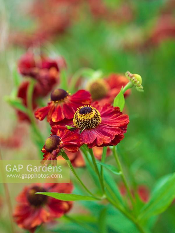 Helenium 'Moerheim Beauty', a hardy perennial with copper-red flowers. It flowers from June to August.