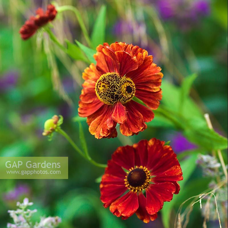 Helenium 'Moerheim Beauty', a hardy perennial with copper-red flowers. It flowers from June to August.