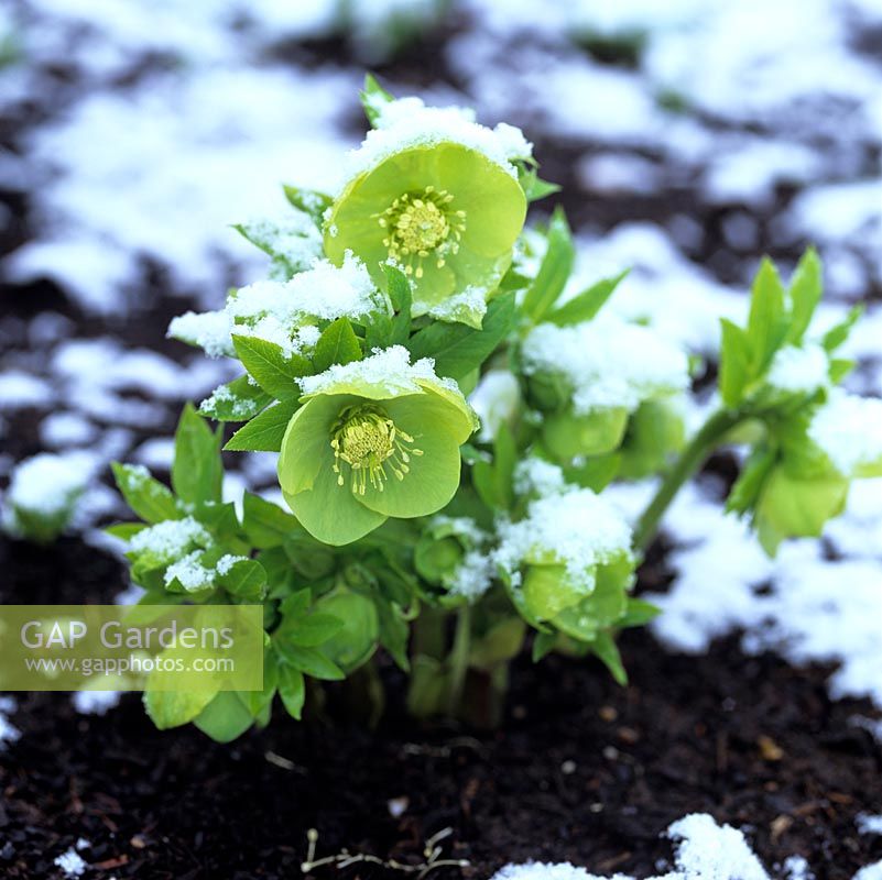 Helleborus x hybridus Ashwood Garden hybrids, a lovely green flowered variety, appears in spite of snow.