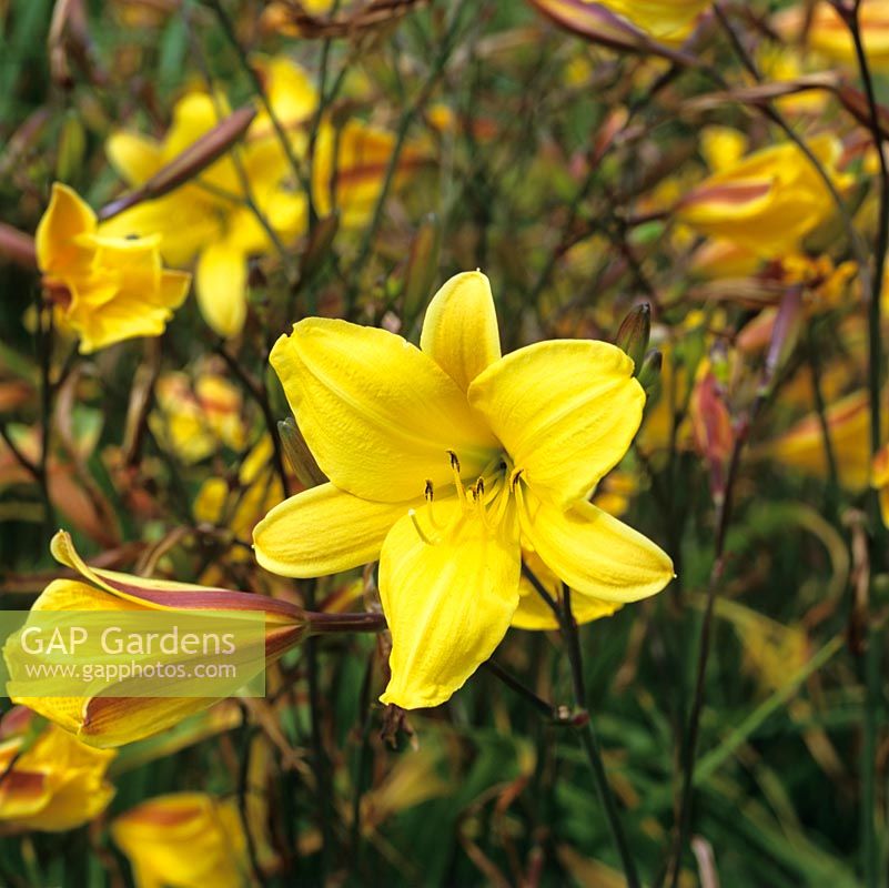 Hemerocallis Corky, a golden, scented daylily with maroon marking on outside of petals.