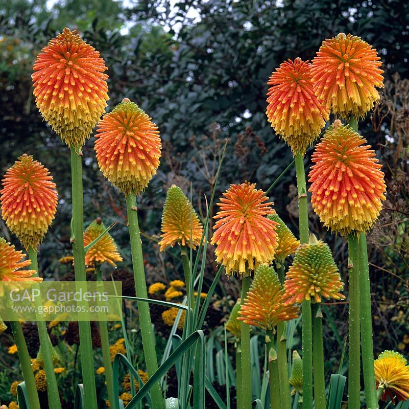 Kniphofia rooperi - close up, red hot poker with orange-red flowers flowering from early to late autumn.
