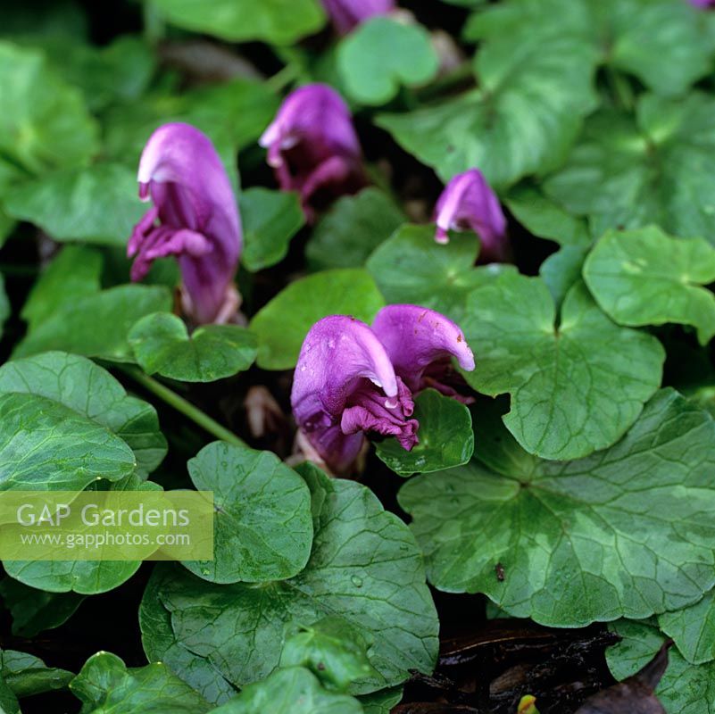 Lathraea clandestina, purple toothwort, a parasitic, rhizomatous perennial with pinkish purple, kidney shaped flowers in winter. 