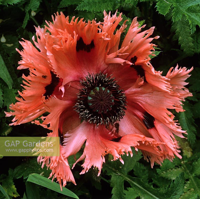 Papaver orientale 'Fornsett Summer', a ragged, orange oriental poppy, a perennial flowering in summer.