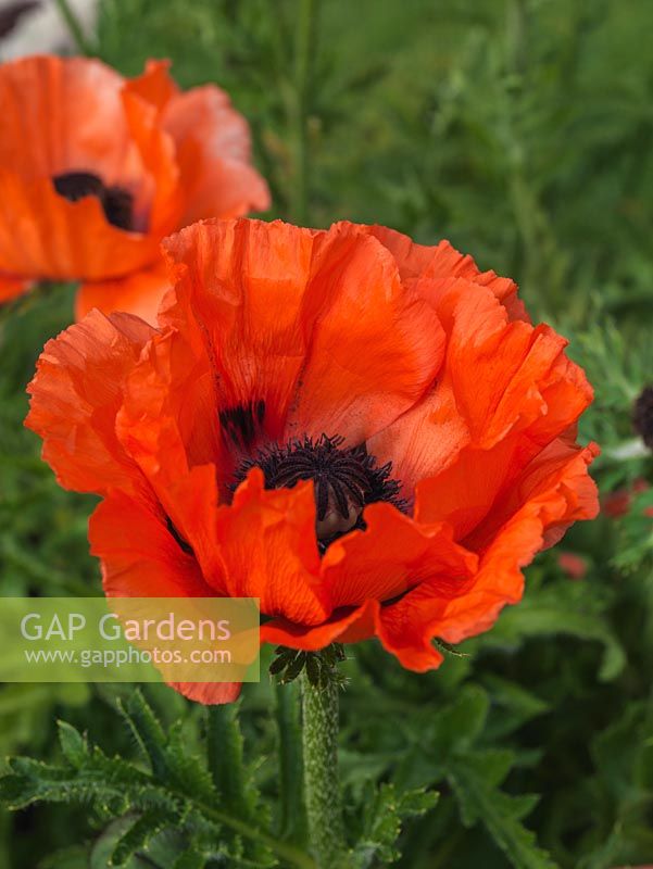 Papaver 'Olympic Flame' - Super Poppy Series, a bright orange poppy, a herbaceous perennial flowering in summer.