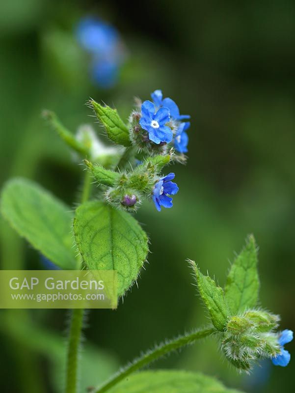 Pentaglottis sempervirens - Alkanet bears tiny blue flowers in summer.