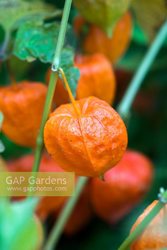 Physalis alkekengi franchetii, chinese lanterns,  papery orange seedheads from September into autumn