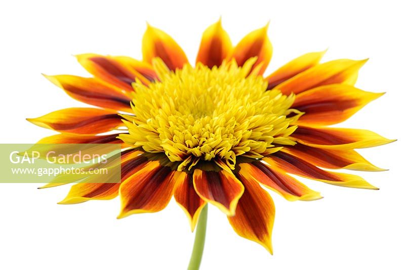 Gazania Totonaca 'Suga212'. Treasure flower Sunbathers Series 

