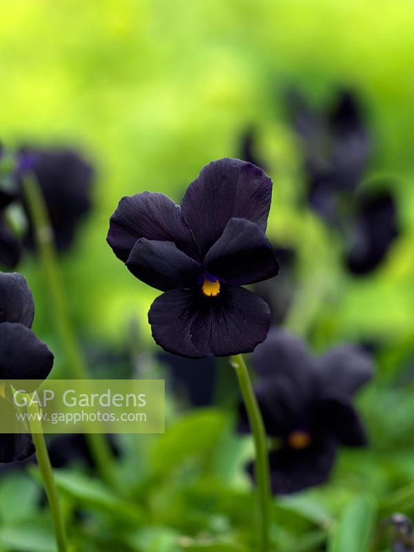 Viola Mollie Sanderson, a perennial viola that's virtually jet black, apart from a small, golden eye. An introduction from Northern Ireland.
