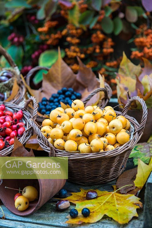 Baskets filled with crab-apples, sloes and rose-hips foraged in autumn.