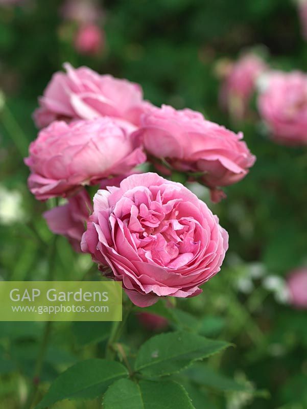 Rosa Louise Odier, a Bourbon rose wih camellia-shaped, rosetted, double, fragrant pink flowers with lilac tints.