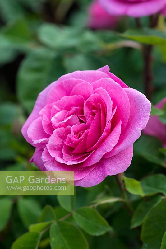 Rosa 'Gertrude Jekyll', a vigorous English rose known for its scent