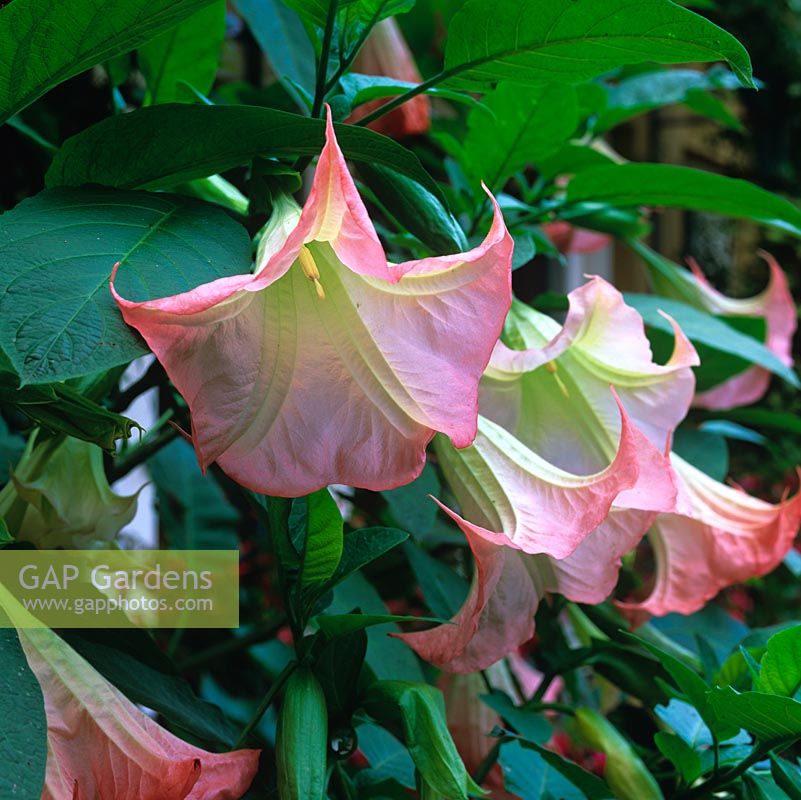 Brugmansia x candida 'Grand Marnier', Angels Trumpet, tender, tree like shrub bearing long, apricot and white, night-scented flowers in summer.