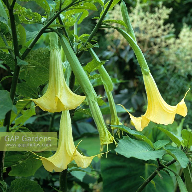Brugmansia 'Grand Marnier' - Angels trumpets or datura, an evergreen frost tender shrub.