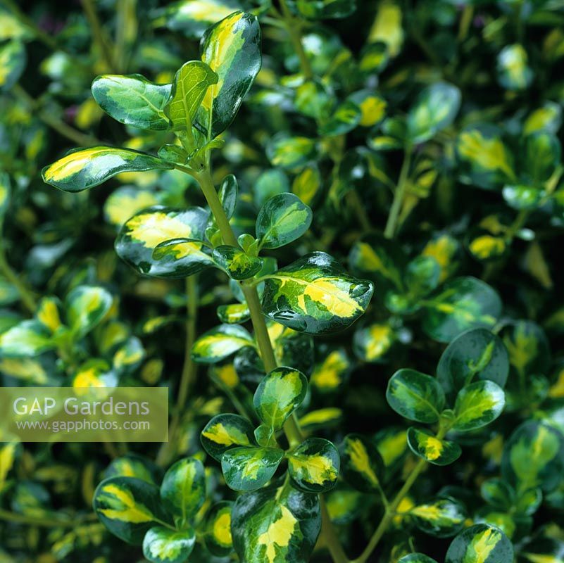 Coprosma repens 'Picturata', looking glass plant, striking foliage plant