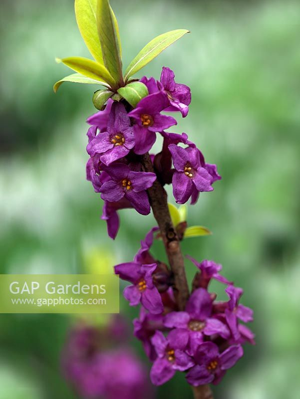 Daphne mezereum, a shade loving woodland plant that will tolerate full sun.