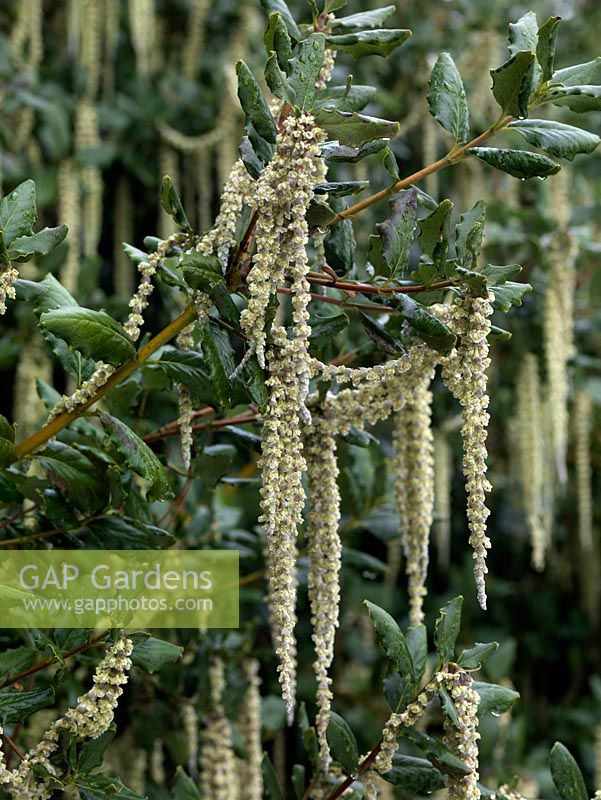 Garrya eliptica, Silk Tassel Bush, evergreen shrub 