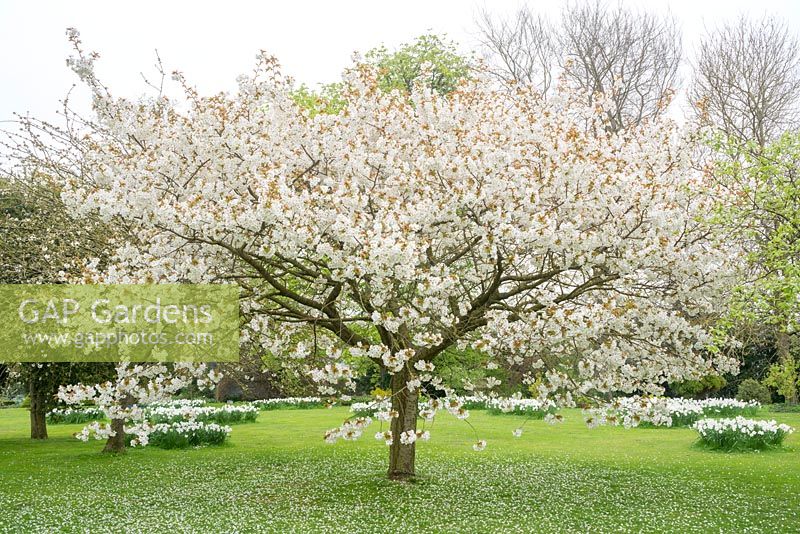 Prunus 'Tai-haku'. Mature tree in garden with Narcissus 'Actaea'