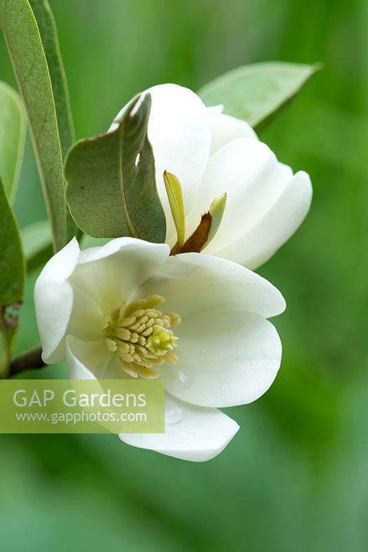 Magnolia laevifolia 'Mini Mouse' - formerly Michelia yunnanensis