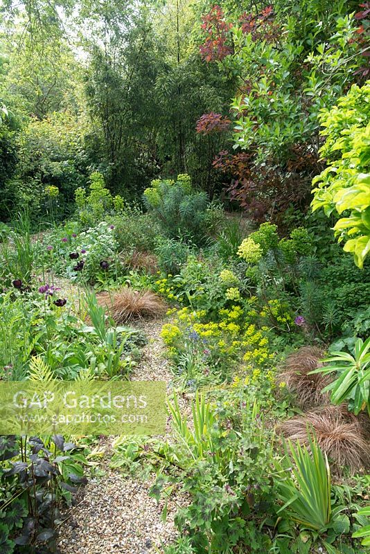 Secluded town garden in Cambridge. Gravel garden with hardy geraniums, euphorbias, carex, bamboos and cotinus