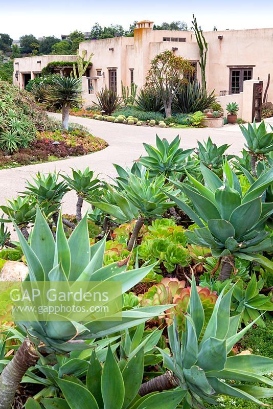View of contemporary house and drive with mixed beds and borders containing succulents and  cactus. Suzy Schaefer's garden, Rancho Santa Fe, California, USA