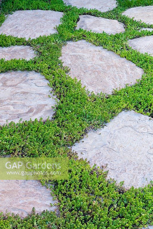 Sedum anglicum growing around paving stones. Suzy Schaefer's garden, Rancho Santa Fe, California, USA