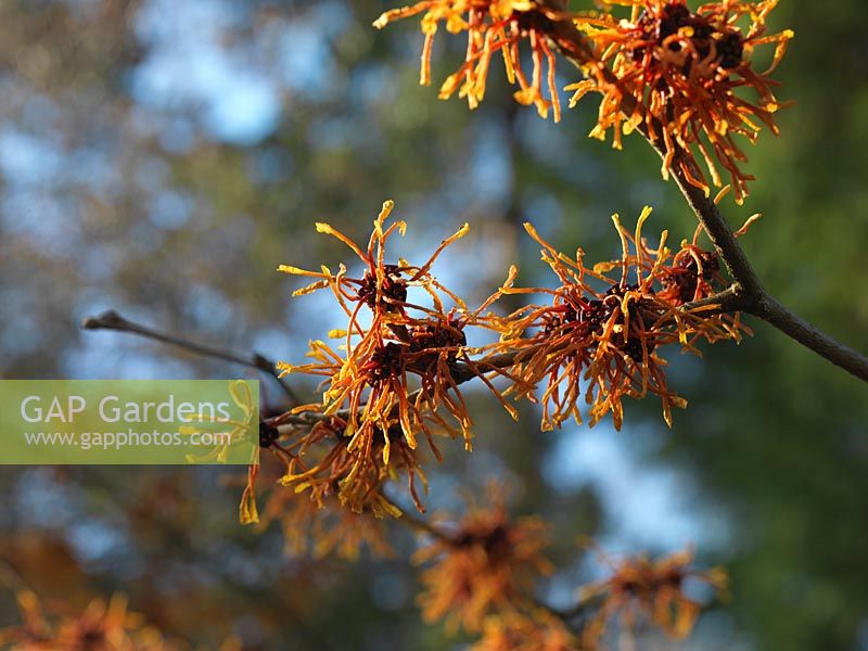 Hamamelis x intermedia Aphrodite, witch hazel, a shrub or tree, deciduous and very fragrant, flowering in winter, with rich orange flowers.