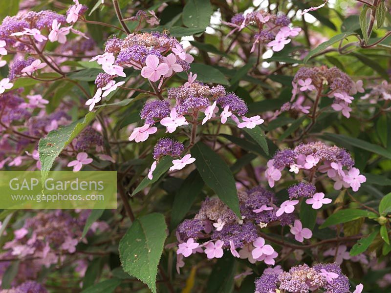Hydrangea villosa, a deciduous shrub which from late summer bears broad, flattened heads of flowers in lue-purple, lilac-white colours. Grows to 4m high.