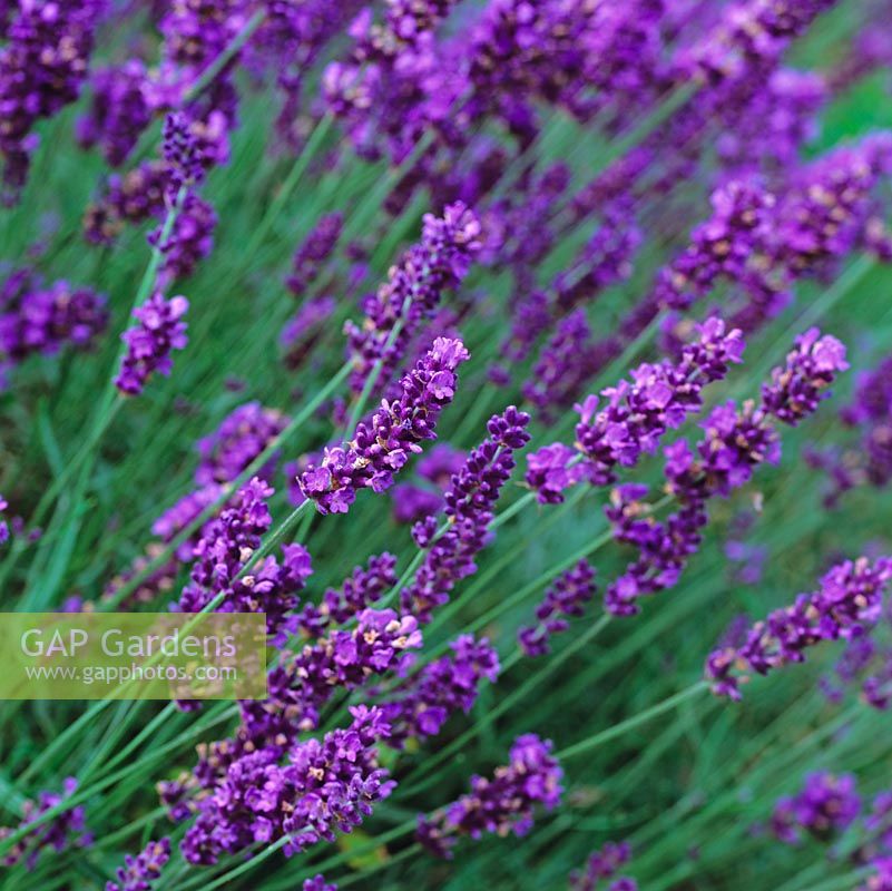 Lavandula angustifolia 'Hidcote', English lavender, a bushy shrub bearing purple flower spikes in June