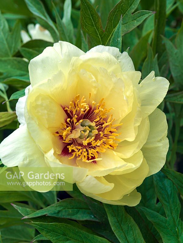 Paeonia x lemoinei Esperance, a tree peony flowering in spring with single, pale yellow flowers and maroon flares. Sought after.