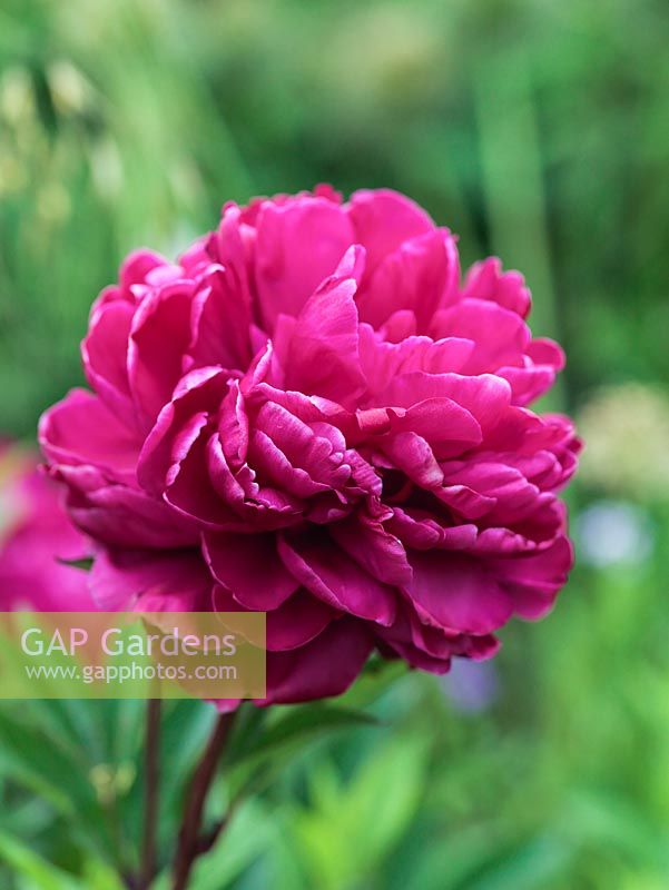Paeonia officinalis 'Rubra Plena', peony, a herbaceous perennial with large, double, ruffled flowers with satin petals.