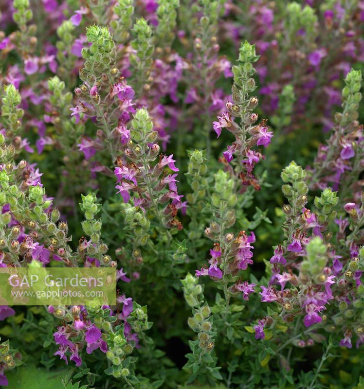 Teucrium marum, cat thyme, a relative of germander with an aromatic, thyme-like odour to its leaves that is loved by cats.