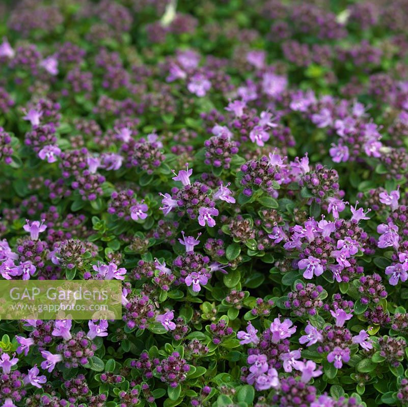Thymus Lilac Time, thyme, an aromatic, evergreen herb, very low-growing and good for ground cover. Has both culinary and medicinal uses.