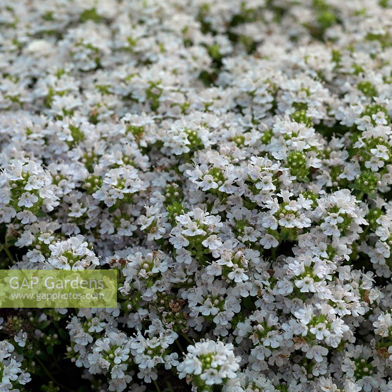 Thymus serpyllum 'Snowdrift', thyme, an aromatic, evergreen herb, very low-growing and good for ground cover. Has both culinary and medicinal uses.
