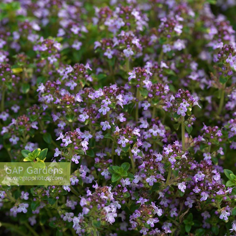 Thymus serpyllum 'Goldstream', thyme, an aromatic, evergreen herb, very low-growing and good for ground cover. Has both culinary and medicinal uses.