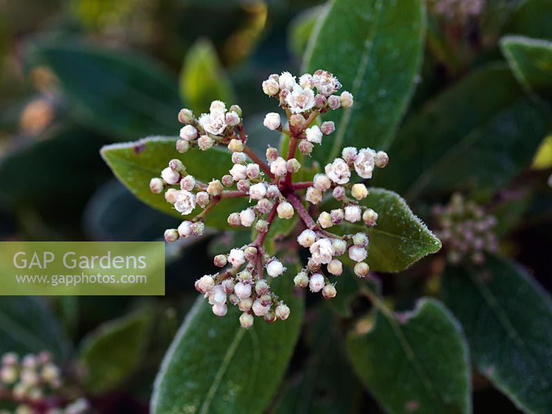 Frosted Viburnum tinus flowerbuds, once opened form tiny star shaped flowers followed by small blue-black fruits.